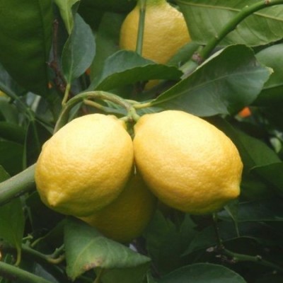 Nimboo Seedless (Grafted) - Lemon Plant, Lime, Citrus